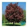 Acer platanoides 'Crimson King' | Norway Maple Tree 2 Acer platanoides 'Crimson King' | Norway Maple Tree -Camellia - shop TR0130 main image 2205