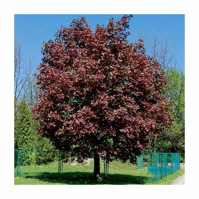 Acer platanoides 'Crimson King' | Norway Maple Tree 3 Acer platanoides 'Crimson King' | Norway Maple Tree