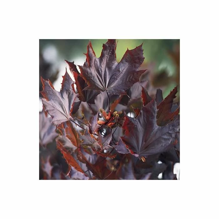 Acer platanoides 'Crimson King' | Norway Maple Tree 4 Acer platanoides 'Crimson King' | Norway Maple Tree - Image 2