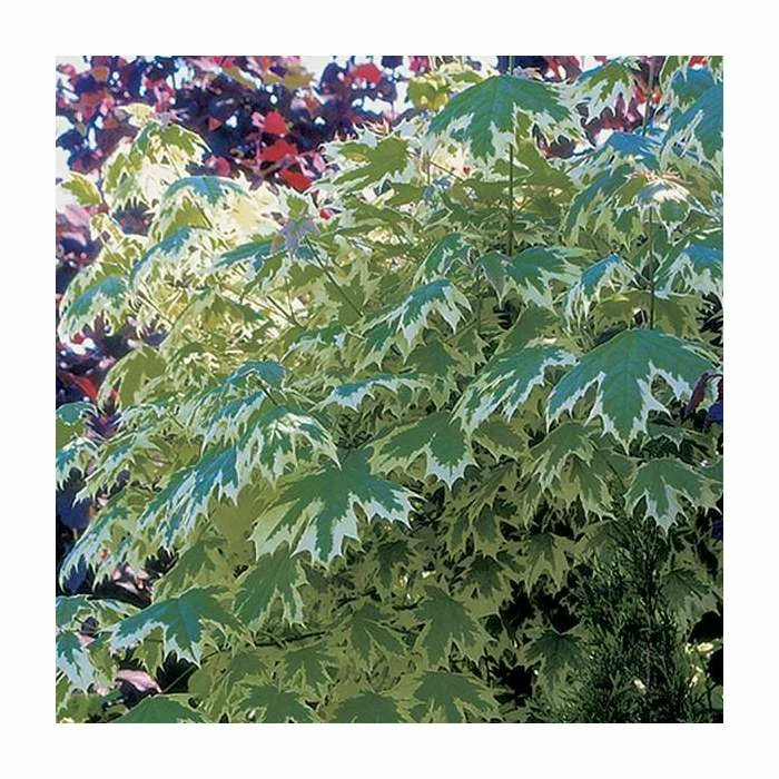 Acer platanoides 'Drummondii' | Silver Variegated Norway Maple Tree | 12L Pot | 120-150cm 7 Acer platanoides 'Drummondii' | Silver Variegated Norway Maple Tree | 12L Pot | 120-150cm - Image 5