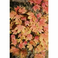 Acer platanoides 'Drummondii' | Silver Variegated Norway Maple Tree | 12L Pot | 120-150cm 13 Acer platanoides 'Drummondii' | Silver Variegated Norway Maple Tree | 12L Pot | 120-150cm -Camellia - shop TR013112L add image 4 e14d