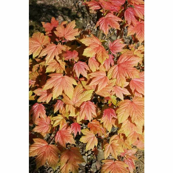 Acer platanoides 'Drummondii' | Silver Variegated Norway Maple Tree | 12L Pot | 120-150cm 8 Acer platanoides 'Drummondii' | Silver Variegated Norway Maple Tree | 12L Pot | 120-150cm - Image 6