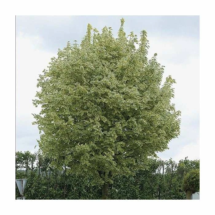 Acer platanoides 'Drummondii' | Silver Variegated Norway Maple Tree | 12L Pot | 120-150cm 3 Acer platanoides 'Drummondii' | Silver Variegated Norway Maple Tree | 12L Pot | 120-150cm
