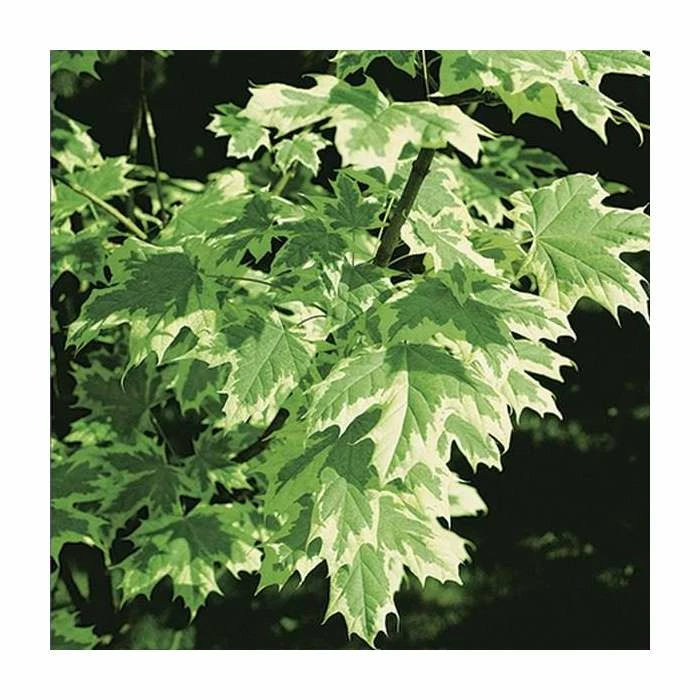 Acer platanoides 'Drummondii' | Silver Variegated Norway Maple Tree | 12L Pot | 120-150cm 4 Acer platanoides 'Drummondii' | Silver Variegated Norway Maple Tree | 12L Pot | 120-150cm - Image 2