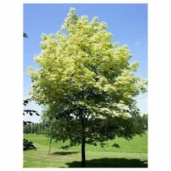 Acer platanoides 'Drummondii' |Norway Maple Tree -Camellia - shop TR0131 add image 1 77c9