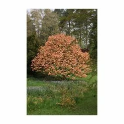 Acer platanoides 'Drummondii' |Norway Maple Tree -Camellia - shop TR0131 add image 2 21a8