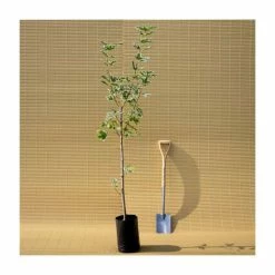 Acer platanoides 'Drummondii' |Norway Maple Tree -Camellia - shop TR0131 add image 4 1f8b