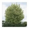 Acer platanoides 'Drummondii' |Norway Maple Tree -Camellia - shop TR0131 main image 06fa