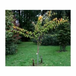 Acer davidii 'George Forrest' | Snakebark Maple Tree | 9L Pot | 120-150cm 7 Acer davidii 'George Forrest' | Snakebark Maple Tree | 9L Pot | 120-150cm -Camellia - shop TR0132 add image 1 20ee