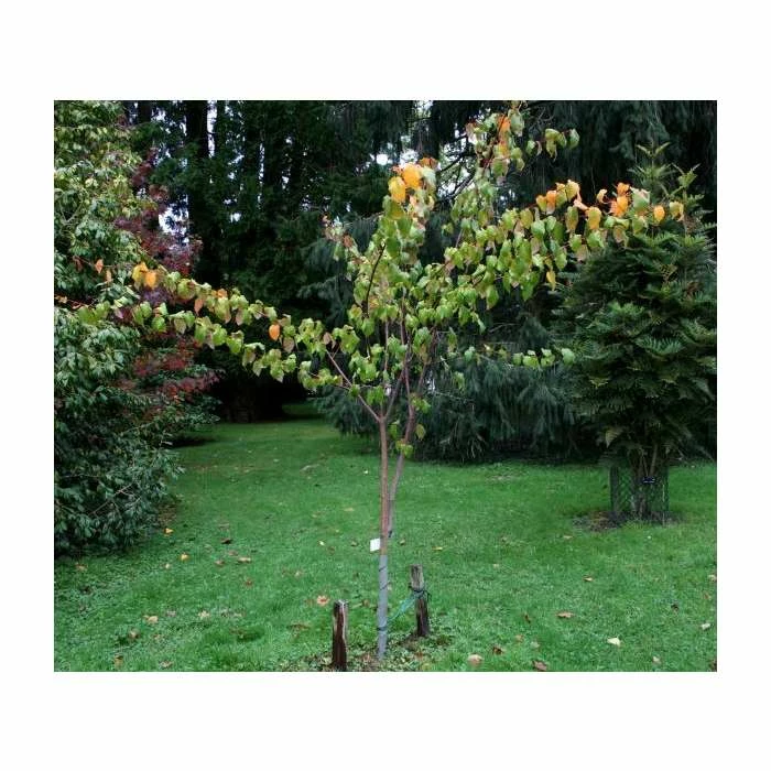Acer davidii 'George Forrest' | Snakebark Maple Tree | 9L Pot | 120-150cm 5 Acer davidii 'George Forrest' | Snakebark Maple Tree | 9L Pot | 120-150cm - Image 3