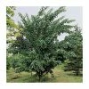 Acer davidii 'George Forrest' | Snakebark Maple Tree | 9L Pot | 120-150cm 1 Acer davidii 'George Forrest' | Snakebark Maple Tree | 9L Pot | 120-150cm -Camellia - shop TR0132 main image 6a8b