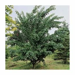 Acer davidii 'George Forrest' | Snakebark Maple Tree | 9L Pot | 120-150cm