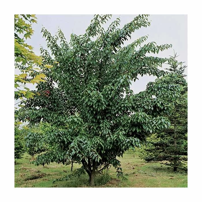 Acer davidii 'George Forrest' | Snakebark Maple Tree | 9L Pot | 120-150cm 3 Acer davidii 'George Forrest' | Snakebark Maple Tree | 9L Pot | 120-150cm