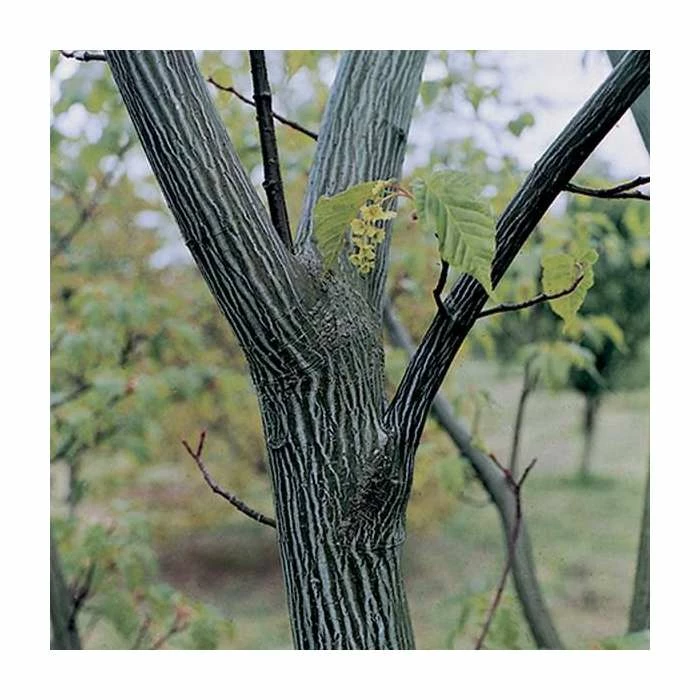 Acer davidii 'George Forrest' | Snakebark Maple Tree | 9L Pot | 120-150cm 4 Acer davidii 'George Forrest' | Snakebark Maple Tree | 9L Pot | 120-150cm - Image 2