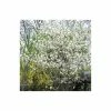 Amelanchier lamarckii | Snowy Mespilus | 12L Pot | 150-180cm | By Frank P Matthews 1 Amelanchier lamarckii | Snowy Mespilus | 12L Pot | 150-180cm | By Frank P Matthews -Camellia - shop TR013312L main image b428