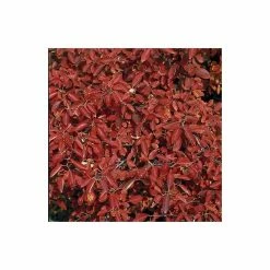 Amelanchier lamarckii | Amelanchier Tree -Camellia - shop TR0133 add image 1 7025