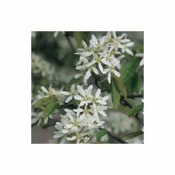 Amelanchier lamarckii | Amelanchier Tree -Camellia - shop TR0133 add image 4 65d6