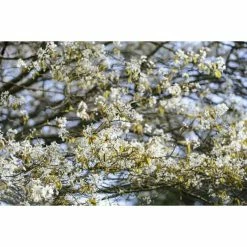 Amelanchier lamarckii | Amelanchier Tree -Camellia - shop TR0133 add image 6 daad