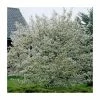 Amelanchier lamarckii | Amelanchier Tree -Camellia - shop TR0133 main image aa72