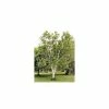 Betula papyrifera | Paper Birch Tree | 9L Pot | 120-150cm 2 Betula papyrifera | Paper Birch Tree | 9L Pot | 120-150cm -Camellia - shop TR0134 main image 483e