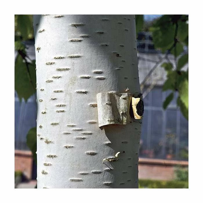 Betula papyrifera | Paper Birch Tree | 9L Pot | 120-150cm 4 Betula papyrifera | Paper Birch Tree | 9L Pot | 120-150cm - Image 2