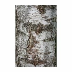 Silver Birch | Betula Pendula 12 Silver Birch | Betula Pendula -Camellia - shop TR013512L add image 3 942a