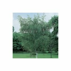 Silver Birch | Betula Pendula 13 Silver Birch | Betula Pendula -Camellia - shop TR013512L add image 4 e015