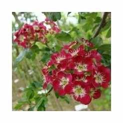 Crataegus laevigata 'Crimson Cloud'| Hawthorn Tree | 12L Pot | 150-180cm| By Frank P Matthews 7 Crataegus laevigata 'Crimson Cloud'| Hawthorn Tree | 12L Pot | 150-180cm| By Frank P Matthews -Camellia - shop TR013812L add image 1 bad6