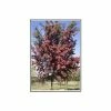 Crataegus laevigata 'Crimson Cloud'| Hawthorn Tree | 12L Pot | 150-180cm| By Frank P Matthews -Camellia - shop TR013812L main image bad9
