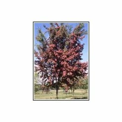 Crataegus laevigata 'Crimson Cloud'| Hawthorn Tree | 12L Pot | 150-180cm| By Frank P Matthews