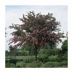 Crataegus laevigata 'Pauls Scarlet' | Hawthorn Tree 11 Crataegus laevigata 'Pauls Scarlet' | Hawthorn Tree -Camellia - shop TR01399L add image 1 15f9