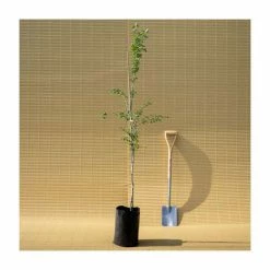 Crataegus laevigata 'Pauls Scarlet' | Hawthorn Tree 15 Crataegus laevigata 'Pauls Scarlet' | Hawthorn Tree -Camellia - shop TR01399L add image 5 7d98