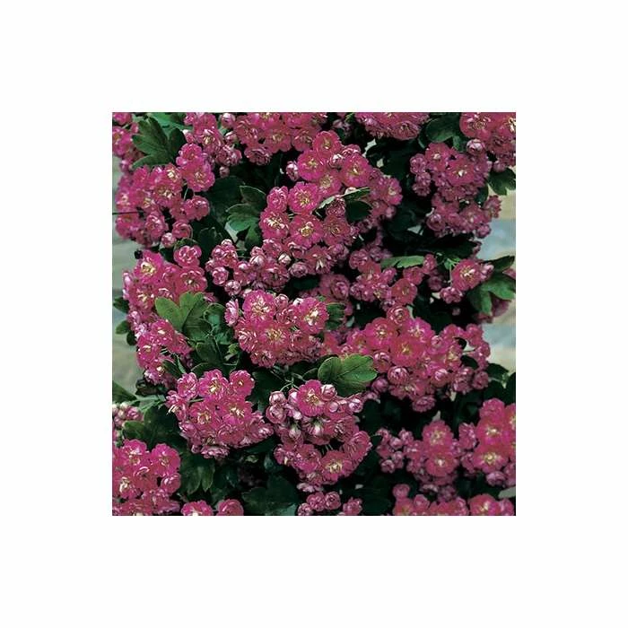 Crataegus laevigata 'Pauls Scarlet' | Hawthorn Tree 4 Crataegus laevigata 'Pauls Scarlet' | Hawthorn Tree - Image 2