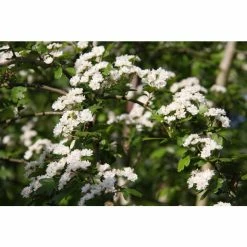 Crataegus laevigata 'Plena' | Hawthorn Tree 11 Crataegus laevigata 'Plena' | Hawthorn Tree -Camellia - shop TR0140 add image 3 32eb