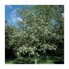 Crataegus laevigata 'Plena' | Hawthorn Tree 2 Crataegus laevigata 'Plena' | Hawthorn Tree -Camellia - shop TR0140 main image 14a5