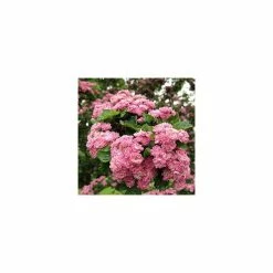 Crataegus laevigata 'Rosea Flore Pleno' | Hawthorn Tree | 12L Pot | 150-180cm | By Frank P Matthews