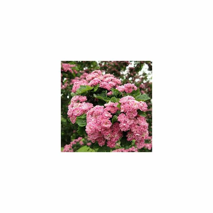 Crataegus laevigata 'Rosea Flore Pleno' | Hawthorn Tree | 12L Pot | 150-180cm | By Frank P Matthews 3 Crataegus laevigata 'Rosea Flore Pleno' | Hawthorn Tree | 12L Pot | 150-180cm | By Frank P Matthews