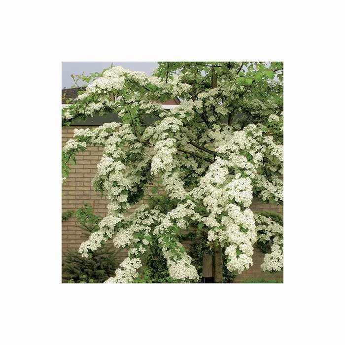 Crataegus × lavalleei 'Carrierei' | Hawthorn Tree | 9L Pot | 120-150cm 4 Crataegus × lavalleei 'Carrierei' | Hawthorn Tree | 9L Pot | 120-150cm - Image 2