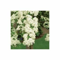 Crataegus × lavalleei 'Carrierei' | Hawthorn Tree | 9L Pot | 120-150cm 11 Crataegus × lavalleei 'Carrierei' | Hawthorn Tree | 9L Pot | 120-150cm -Camellia - shop TR0142 add image 2 8adb