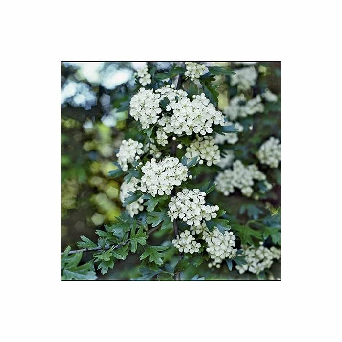 Crataegus × lavalleei 'Carrierei' | Hawthorn Tree | 9L Pot | 120-150cm 6 Crataegus × lavalleei 'Carrierei' | Hawthorn Tree | 9L Pot | 120-150cm - Image 4