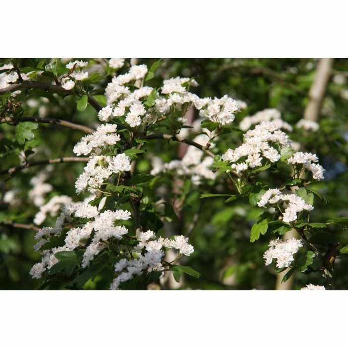 Crataegus × lavalleei 'Carrierei' | Hawthorn Tree | 9L Pot | 120-150cm 7 Crataegus × lavalleei 'Carrierei' | Hawthorn Tree | 9L Pot | 120-150cm - Image 5