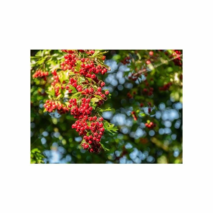 Crataegus × lavalleei 'Carrierei' | Hawthorn Tree | 9L Pot | 120-150cm 8 Crataegus × lavalleei 'Carrierei' | Hawthorn Tree | 9L Pot | 120-150cm - Image 6