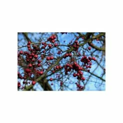 Crataegus × lavalleei 'Carrierei' | Hawthorn Tree | 9L Pot | 120-150cm 15 Crataegus × lavalleei 'Carrierei' | Hawthorn Tree | 9L Pot | 120-150cm -Camellia - shop TR0142 add image 6 ebe2
