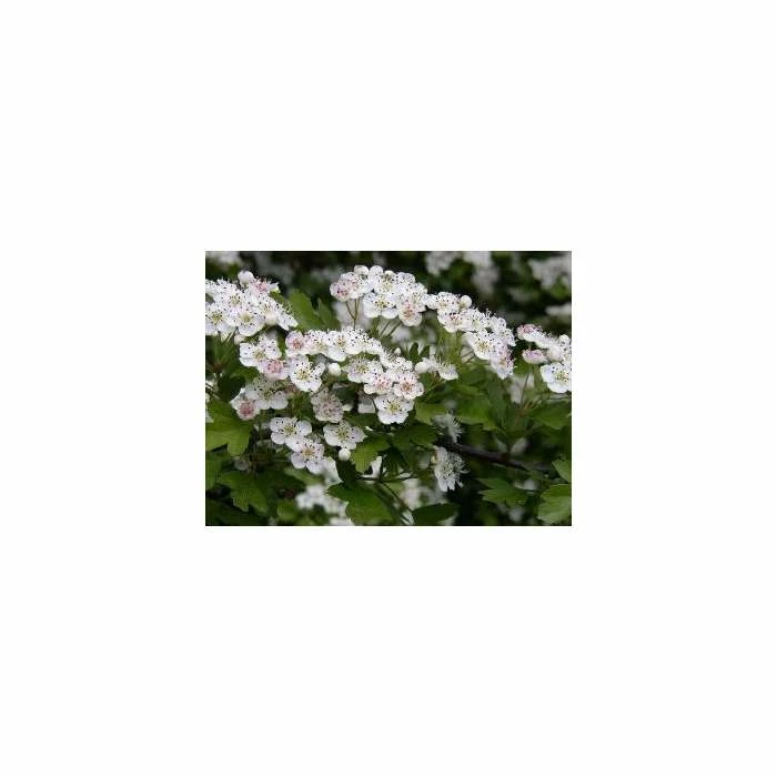 Crataegus × lavalleei 'Carrierei' | Hawthorn Tree | 9L Pot | 120-150cm 3 Crataegus × lavalleei 'Carrierei' | Hawthorn Tree | 9L Pot | 120-150cm