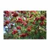 Crataegus persimilis 'Prunifolia' | Hawthorn Tree 1 Crataegus persimilis 'Prunifolia' | Hawthorn Tree -Camellia - shop TR0143 main image a1ed