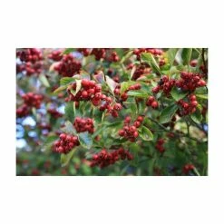 Crataegus persimilis 'Prunifolia' | Hawthorn Tree