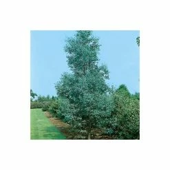 Eucalyptus gunnii 10 Eucalyptus gunnii -Camellia - shop TR0145 add image 1 2ed1