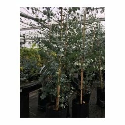 Eucalyptus gunnii 11 Eucalyptus gunnii -Camellia - shop TR0145 add image 2 b5e1