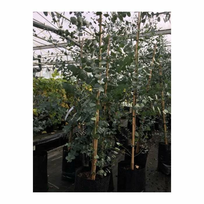Eucalyptus gunnii 6 Eucalyptus gunnii - Image 4