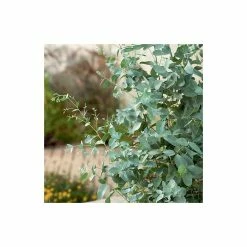 Eucalyptus gunnii 12 Eucalyptus gunnii -Camellia - shop TR0145 add image 3 1539